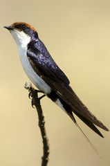 Hirondelle à longs brins,  Hirundo smithii, Wire tailed Swallow, Parc national Kruger, Afrique du Sud © JAG IMAGES