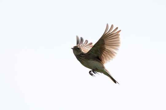 22 302 件の最適な 羽ばたく鳥 画像 ストック写真 ベクター Adobe Stock