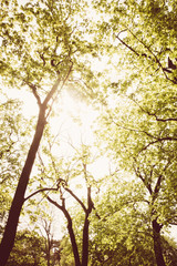 Baumwipfel aus Vogelperspektive