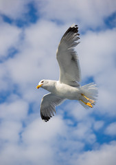 Beautiful Seagull flying