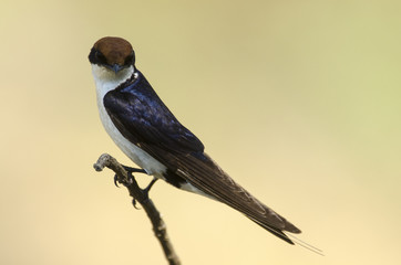 Hirondelle à longs brins,  Hirundo smithii, Wire tailed Swallow, Parc national Kruger, Afrique du Sud © JAG IMAGES