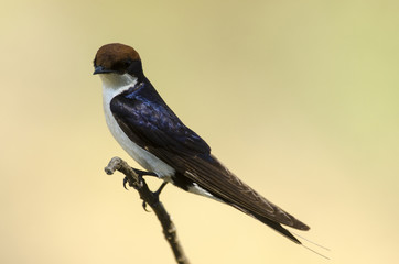 Hirondelle à longs brins,  Hirundo smithii, Wire tailed Swallow, Parc national Kruger, Afrique du Sud © JAG IMAGES