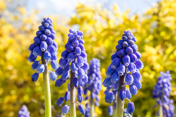 Muscari in the background of the shrub Spiraea Japanese