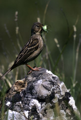 Emberiza hortulana / Ortolan