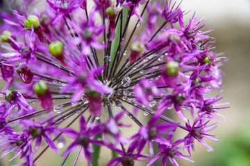 abstract photography with purple allium flowers with rain drops