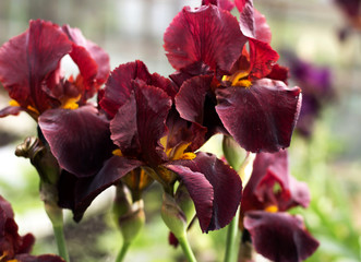 Bouquet of irises