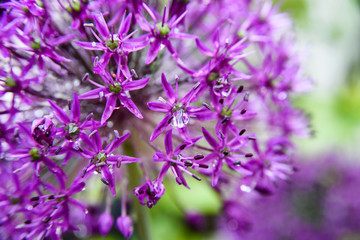 Blooming purple onion flower in close-up with dew drops 
