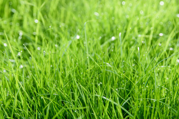fresh green grass texture with dew drops. spring background 