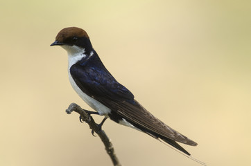 Hirondelle à longs brins,  Hirundo smithii, Wire tailed Swallow, Parc national Kruger, Afrique du Sud