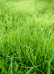Fototapeta premium fresh green grass background with dew drops. summer background 