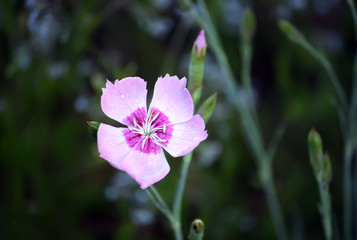 Carnations flower in the park at spring.