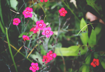 Carnations flowers in sunshine.