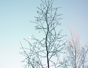 Silhouettes of branches of a tree on blue spring sky background.