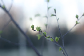 Branches of a tree with young green leaves at spring