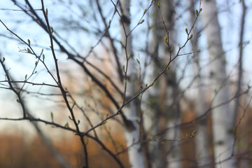 Silhouettes of branches of a birch tree in the dawn sun