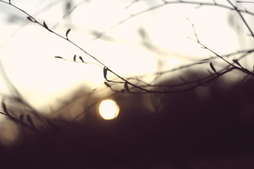 Silhouettes of branches of a tree in the dawn sun