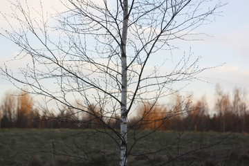 Silhouettes of branches of a tree in the dawn sun