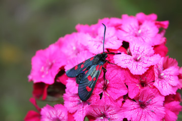 Carnations flowers in sunshine. The six-spot burnet Zygaena filipendulae - a day-flying moth.