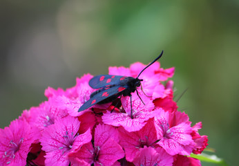 Carnations flowers in sunshine. The six-spot burnet Zygaena filipendulae - a day-flying moth.