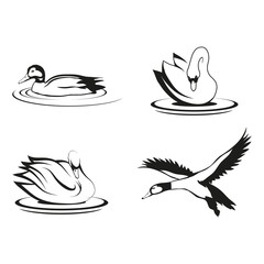 Naklejka premium Set of four black logo silhouettes of swan and duck, illustration isolated on white background, vector image of animals, Migratory wild bird