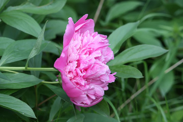 Pink peony flower