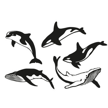 Set of five black  logo silhouettes of whale and dolphin, illustration isolated on white background, vector image of animals, Marine mammals from the order of cetaceans
