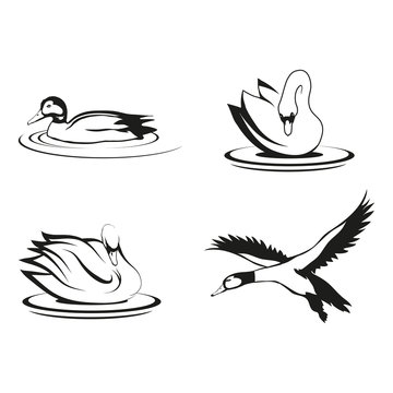Set of four black  logo silhouettes of swan and duck, illustration isolated on white background, vector image of animals, Migratory wild bird