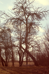 Apple-trees with bare branches at early spring.