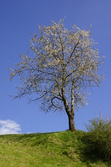 Kirschbaum in Blüte