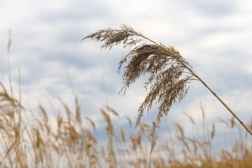 Obraz premium Bulrush against the sky