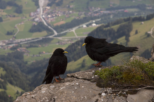Bergdolen auf Felsvorsprung in den Alpen, Berge