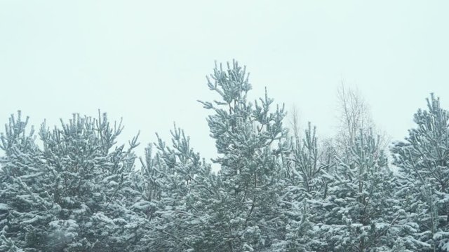 Beautiful Winter Forest Landscape