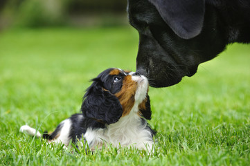 Cavalier King Charles spaniel puppy with lab  in garden