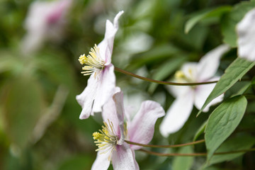 Clematis Flowers