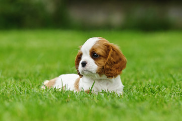 Cavalier King Charles spaniel puppy in garden