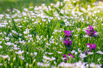 Fototapeta premium Wildflowers with short focus