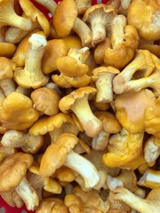 Eierschwämmchen, Pfifferlinge - Cantharellus cibarius