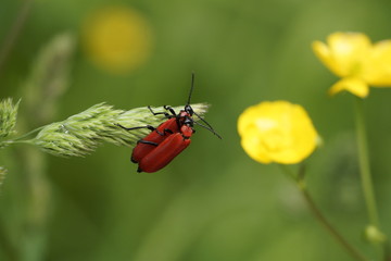 Naklejka premium Käferpaar