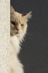 Kritischer Blick ums Eck