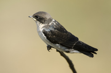 Hirondelle à longs brins, jeune, Hirundo smithii, Wire tailed Swallow, Parc national Kruger, Afrique du Sud © JAG IMAGES