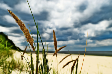 Grass plant Calammophila baltica growing on sandy beach at the Baltic sea shore. Dramatic stormy tempestuous sky on background. Selective focus. Pomerania, northern Poland.