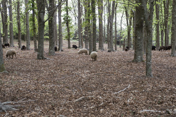 Bosque de hayas con rebaño de ovejas en la isla de Madeira, Portugal 