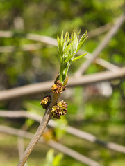 Blossom of European or Common Ash, Fraxinus excelsior, with bokeh background macro, selective focus, shallow DOF