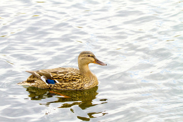 wild duckling floating on a river