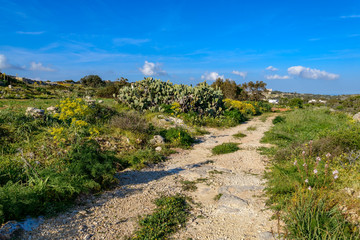 Fototapeta na wymiar Feldweg mit Kakteenwald auf den Dingli Cliffs in Malta