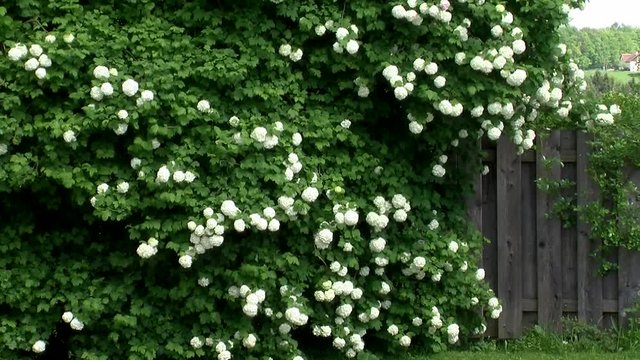 Ein Schneeballstrauch in voller Bl&uuml;te