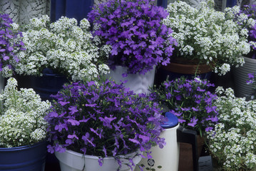 Lobelia erinus / Lobélie Riviera / Alyssum x / Alysse