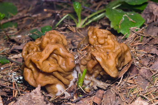 False morel or Gyromitra esculenta spring poisonous mushrooms macro, selective focus, shallow DOF