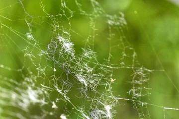 detail of spider net