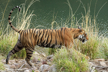 Fototapeta na wymiar Bengal tiger, Ranthambore National Park, India